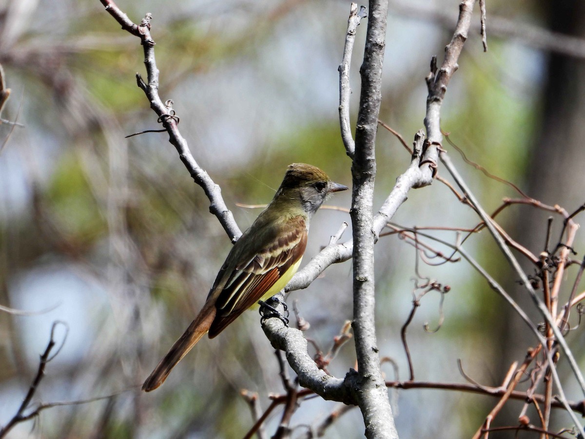 Great Crested Flycatcher - ML618448645