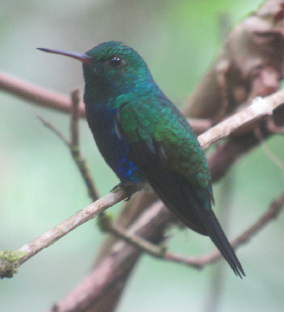 Violet-bellied Hummingbird - ML618448650