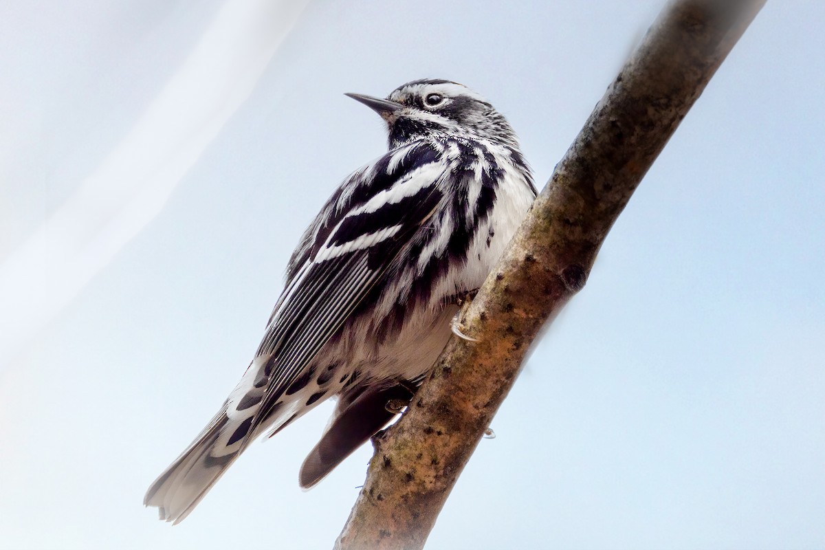 Black-and-white Warbler - ML618448661