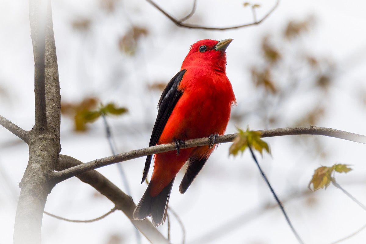 Scarlet Tanager - ML618448680