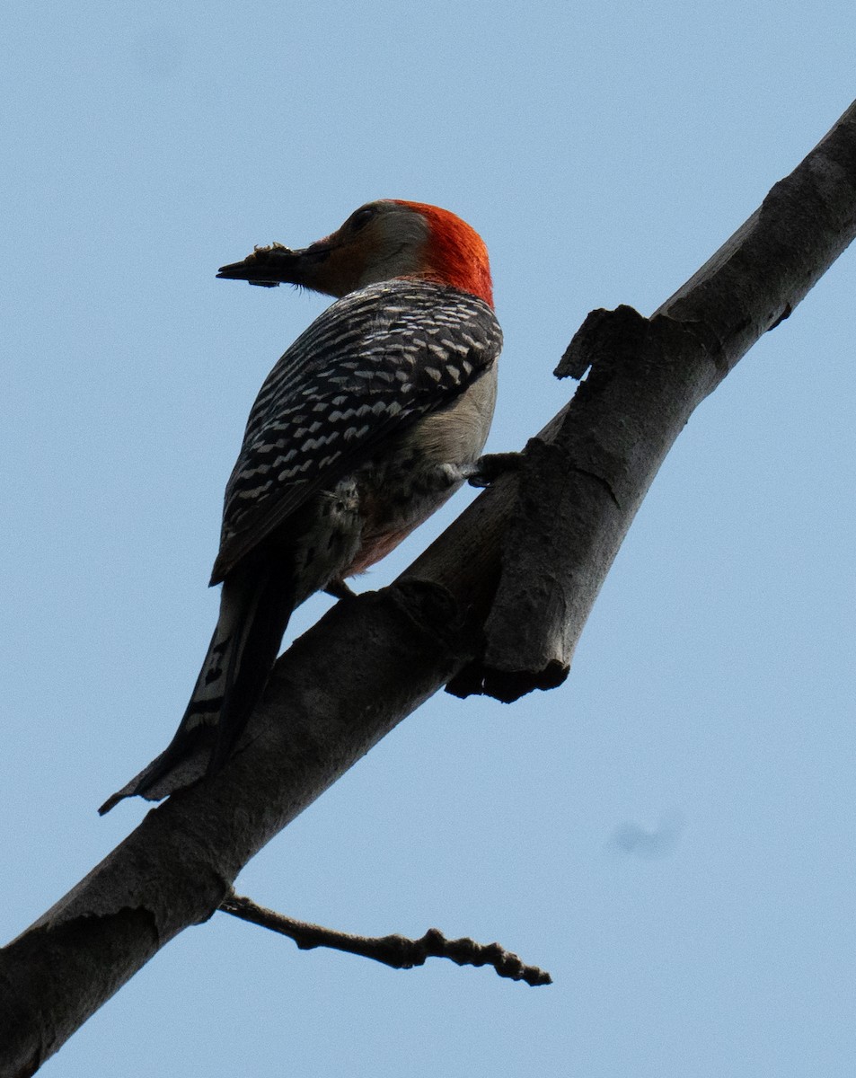 Red-bellied Woodpecker - ML618448684