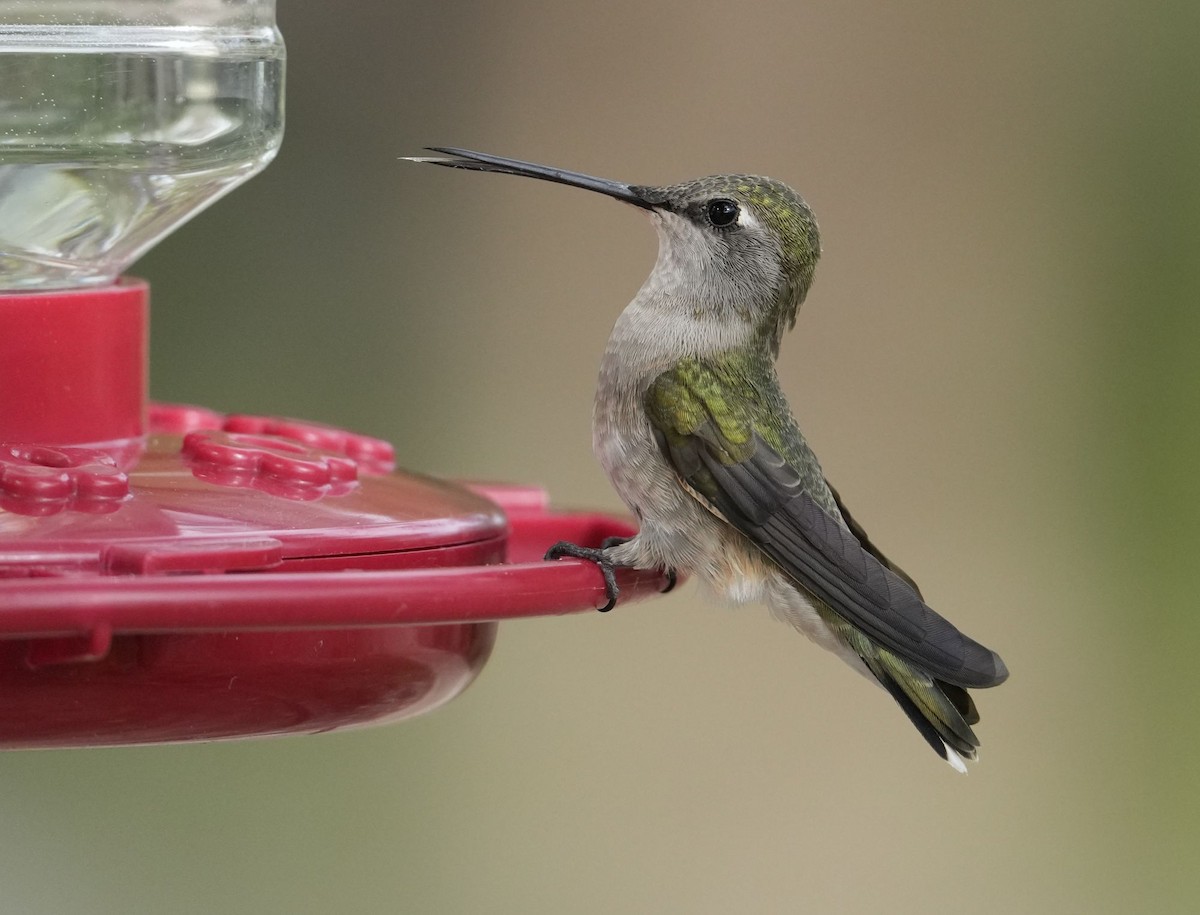Black-chinned Hummingbird - ML618448690