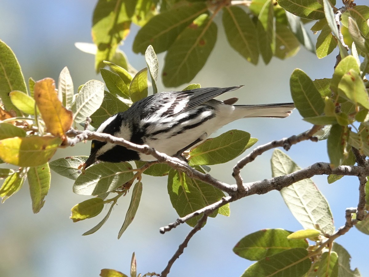 Black-throated Gray Warbler - Peter Herstein