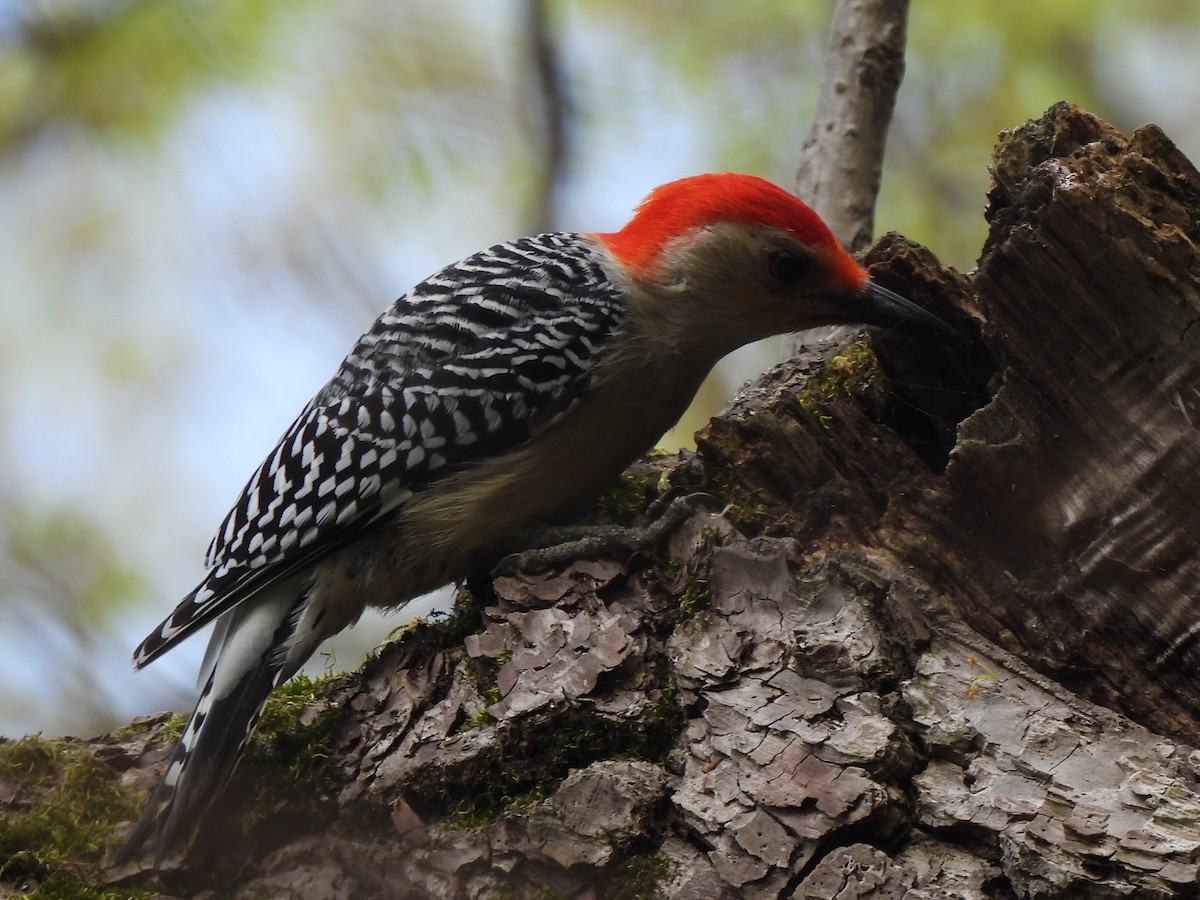 Red-bellied Woodpecker - ML618448724