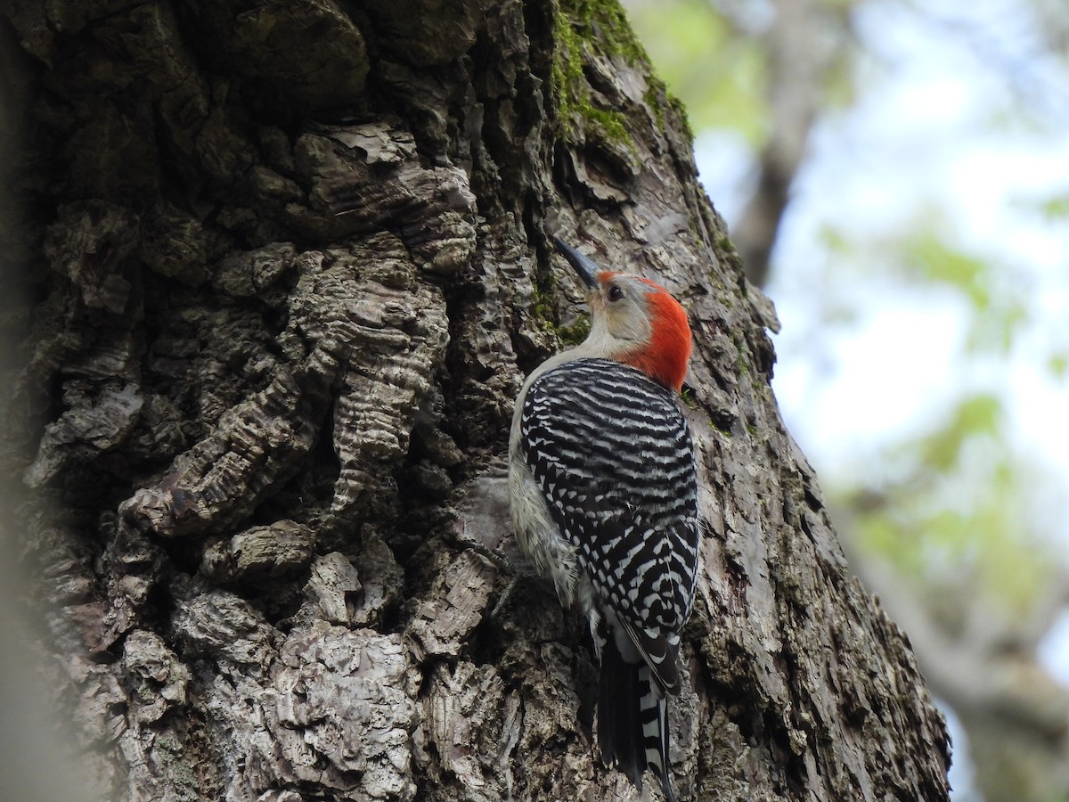 Red-bellied Woodpecker - ML618448726
