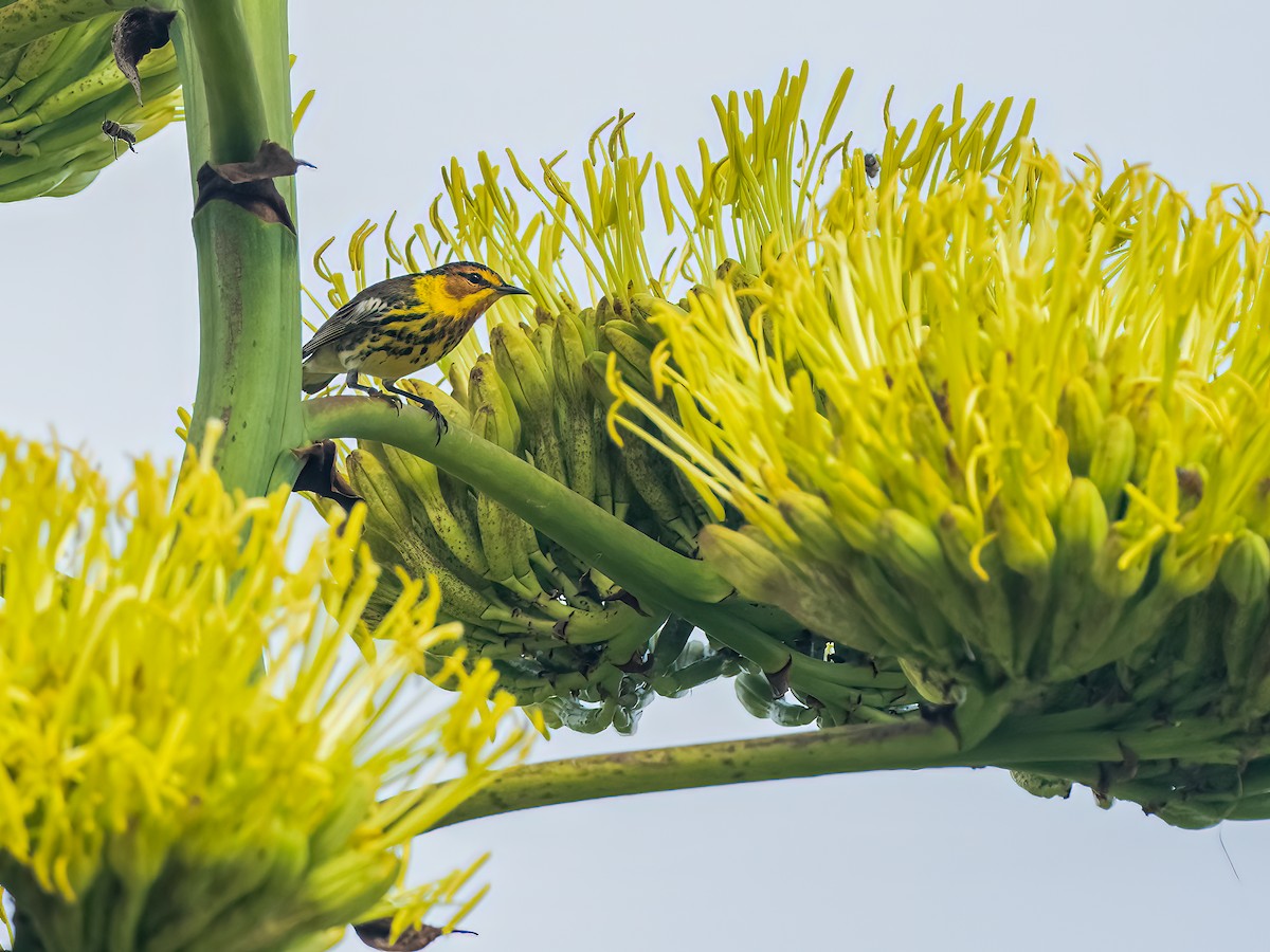 Cape May Warbler - ML618448759