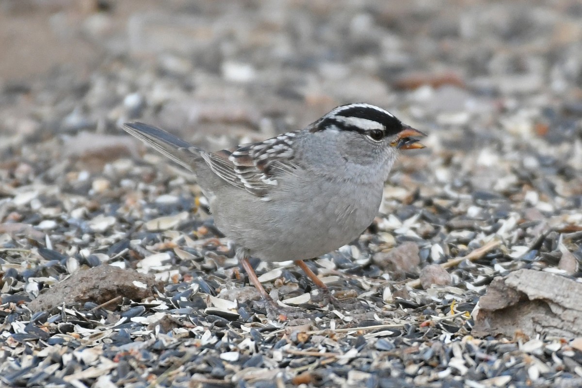 White-crowned Sparrow (Dark-lored) - ML618448762
