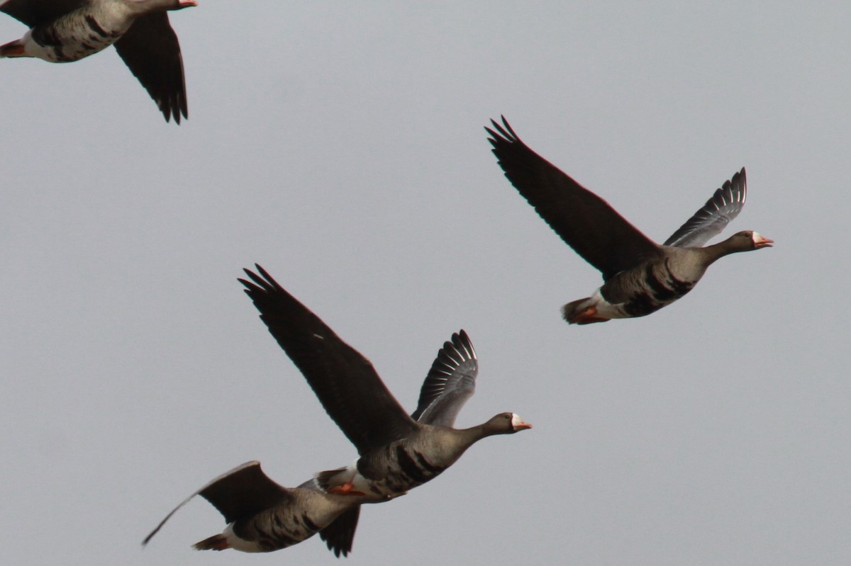 Greater White-fronted Goose - ML618448849