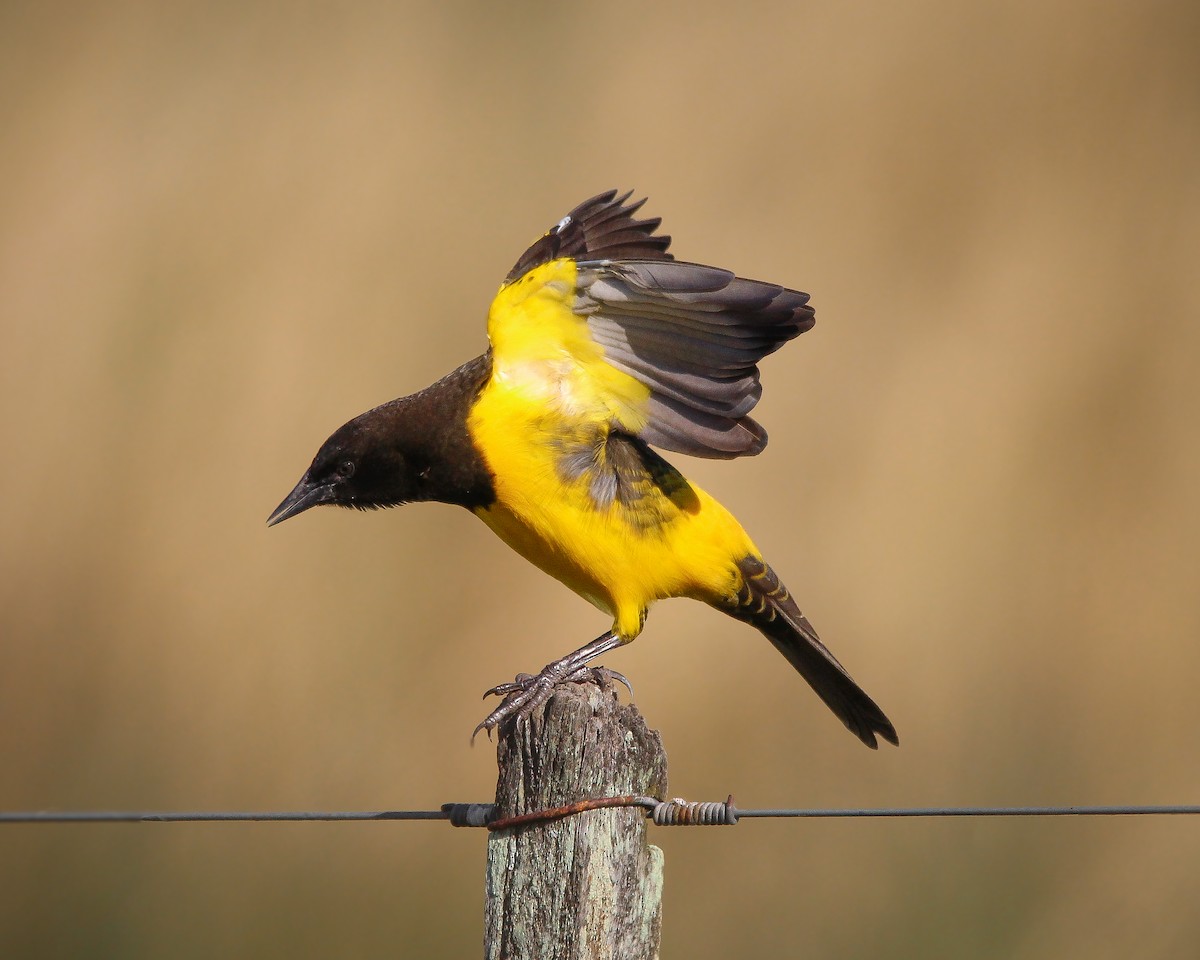 Yellow-rumped Marshbird - ML618448850