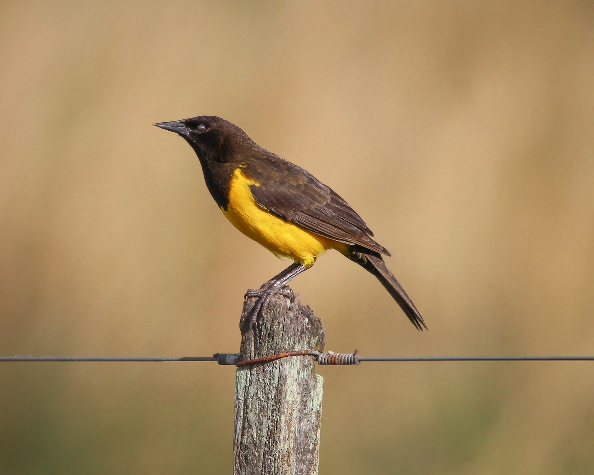 Yellow-rumped Marshbird - ML618448851