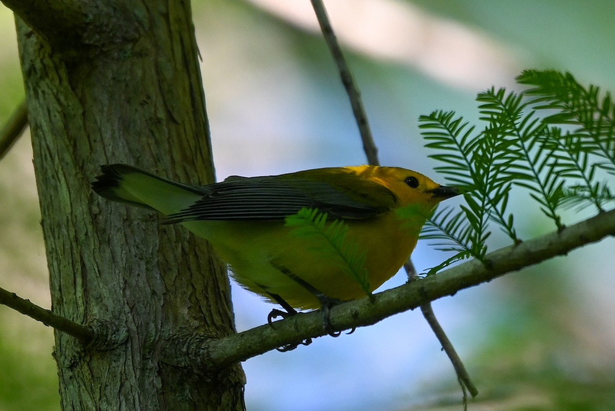Prothonotary Warbler - ML618448877