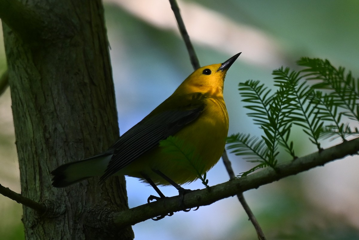 Prothonotary Warbler - ML618448878