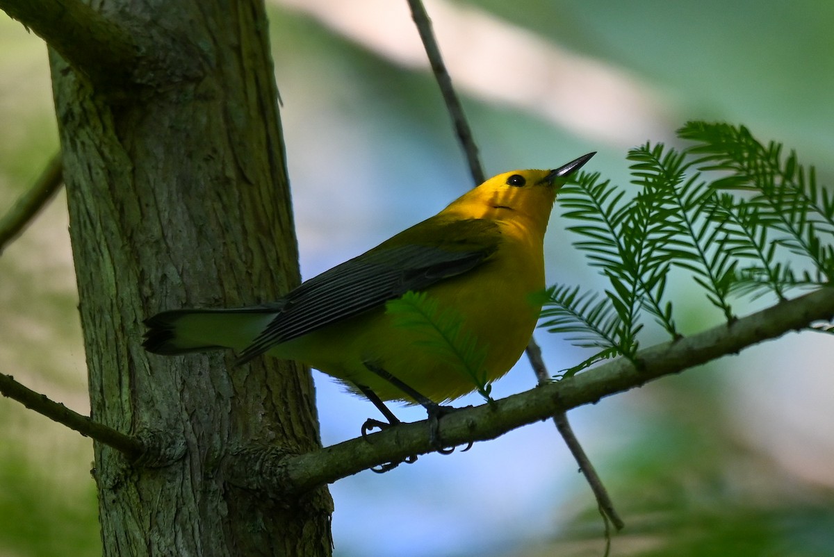 Prothonotary Warbler - ML618448879