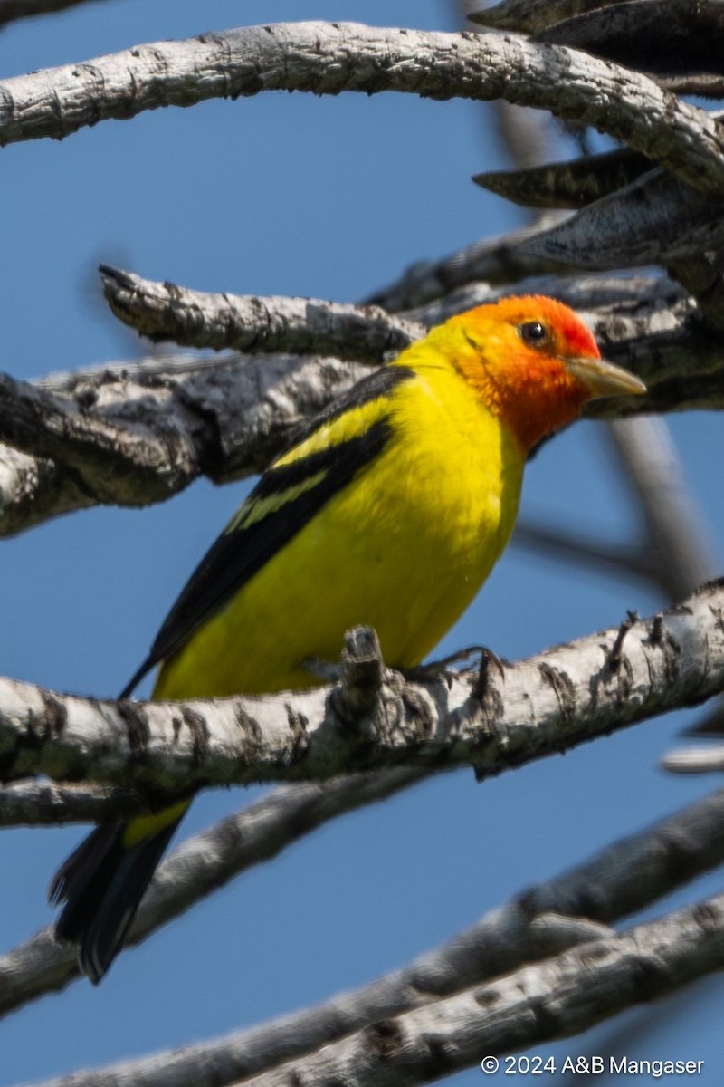 Western Tanager - ML618448902