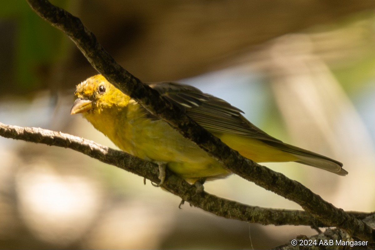 Western Tanager - ML618448904
