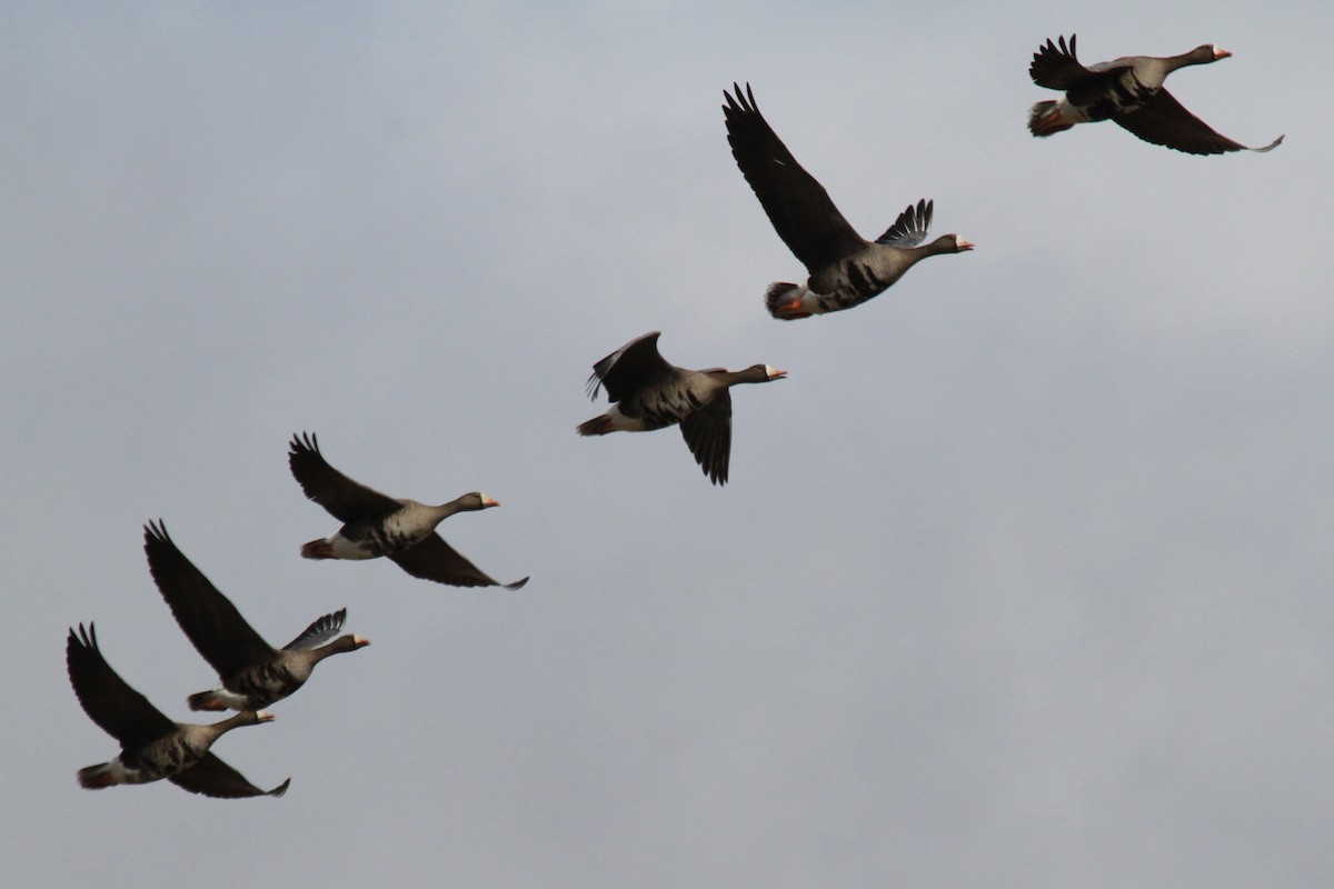 Greater White-fronted Goose - ML618448978
