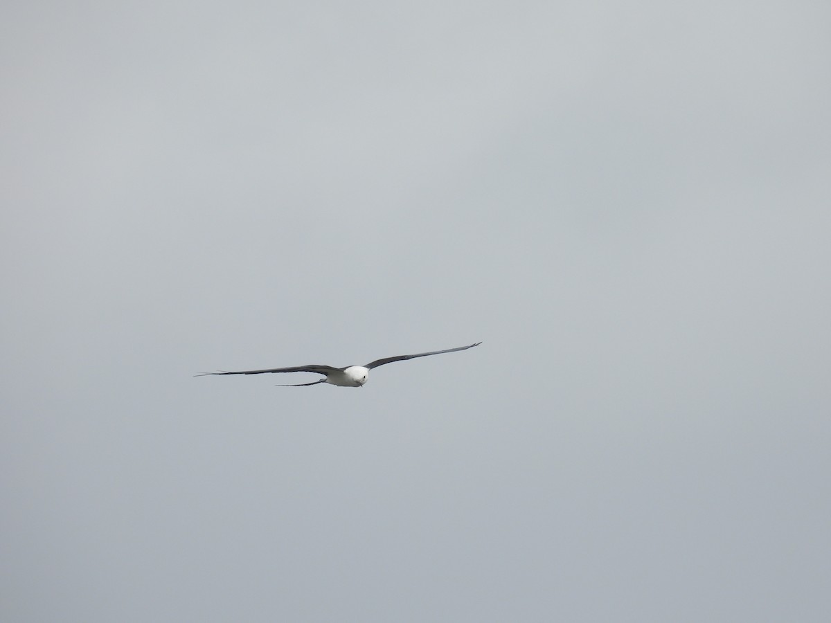 Swallow-tailed Kite - ML618449006