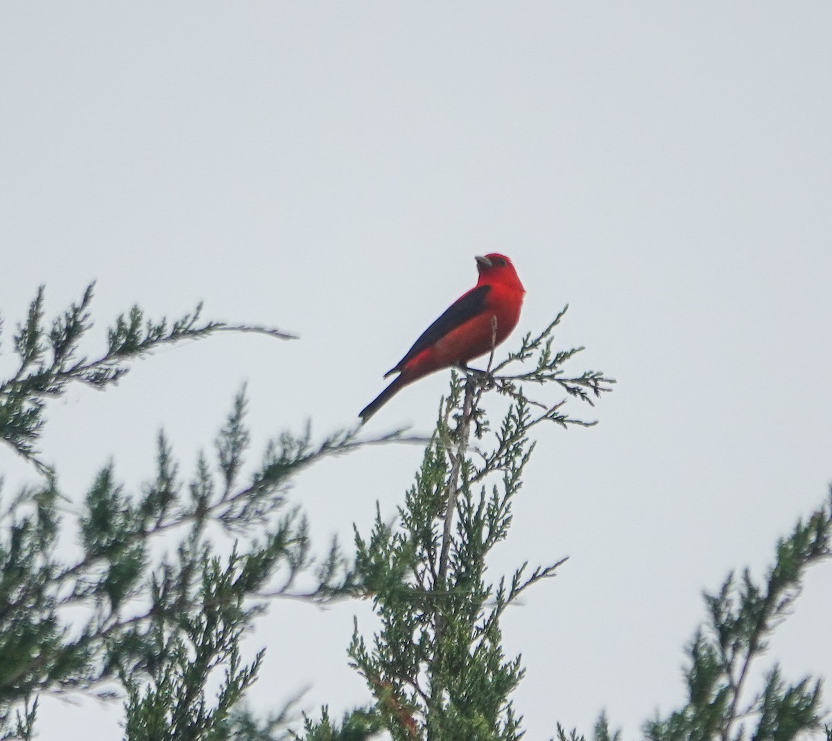 Scarlet Tanager - ML618449010