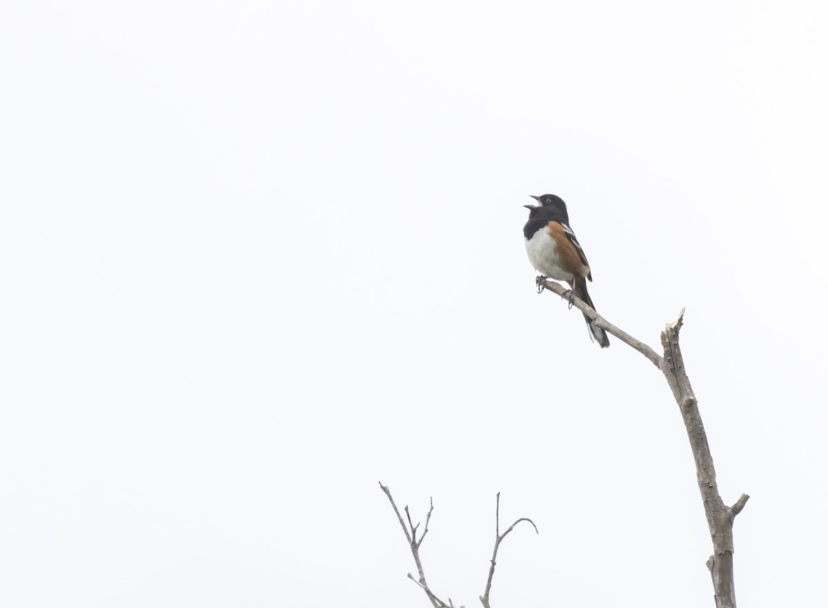 Spotted Towhee - ML618449018