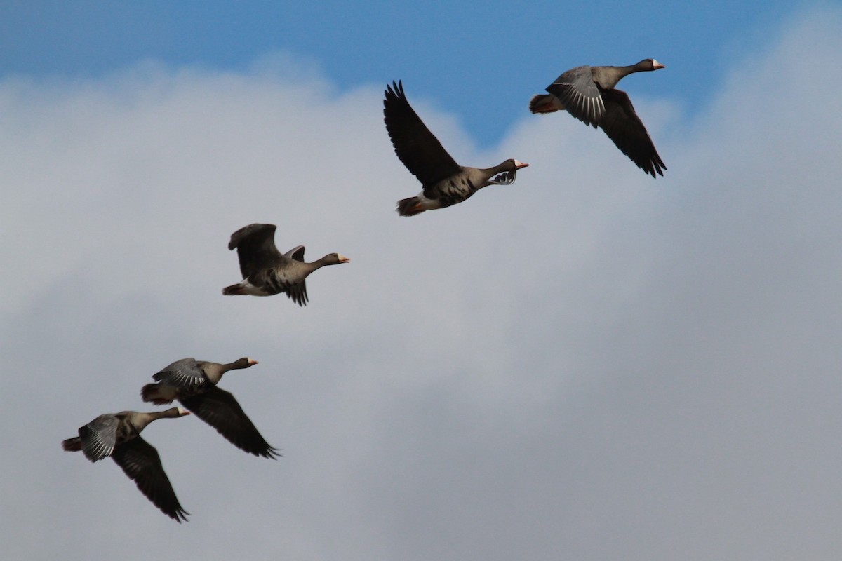 Greater White-fronted Goose - ML618449031