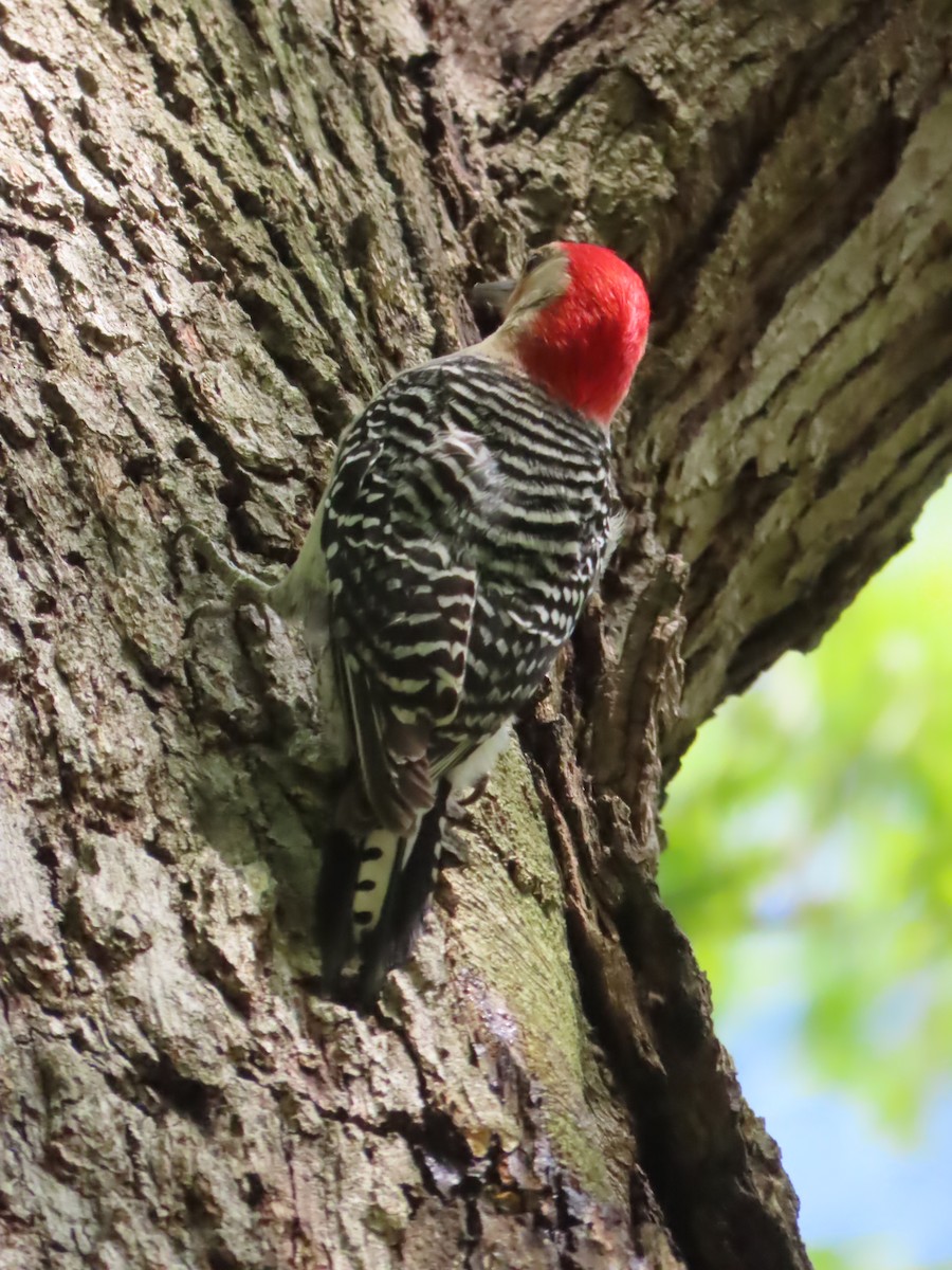 Red-bellied Woodpecker - Ursula  Mitra
