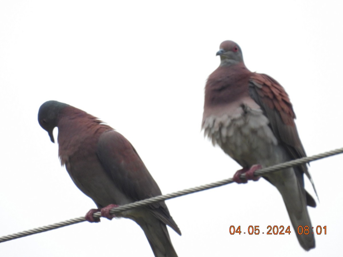 Pale-vented Pigeon - ML618449048