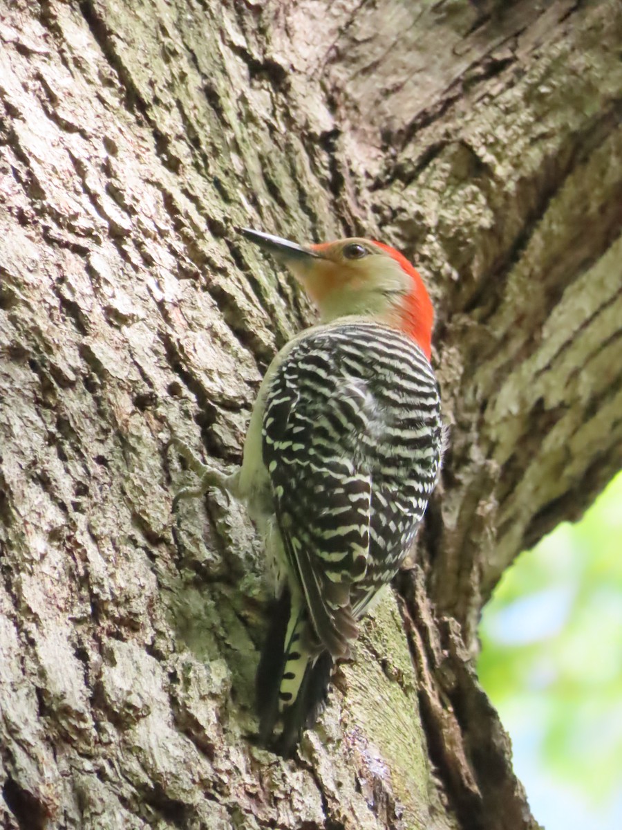Red-bellied Woodpecker - ML618449052