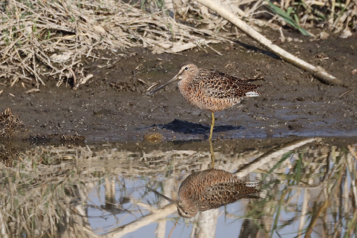 Long-billed Dowitcher - ML618449060
