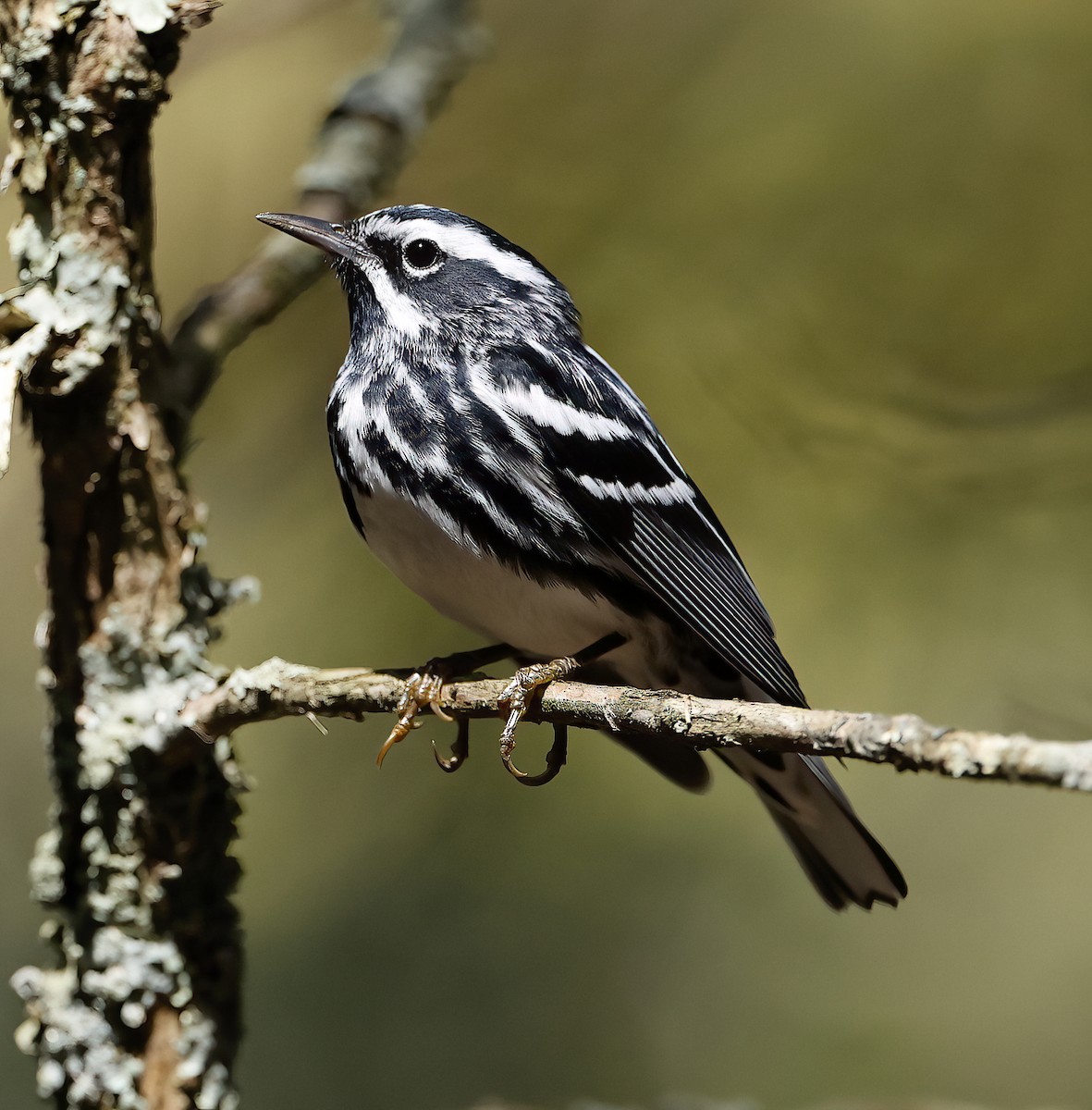 Black-and-white Warbler - Scott Sneed