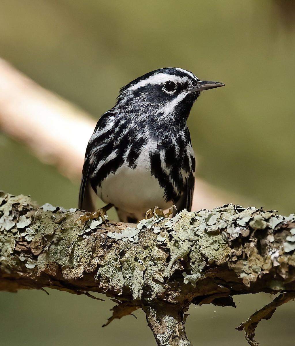 Black-and-white Warbler - ML618449076