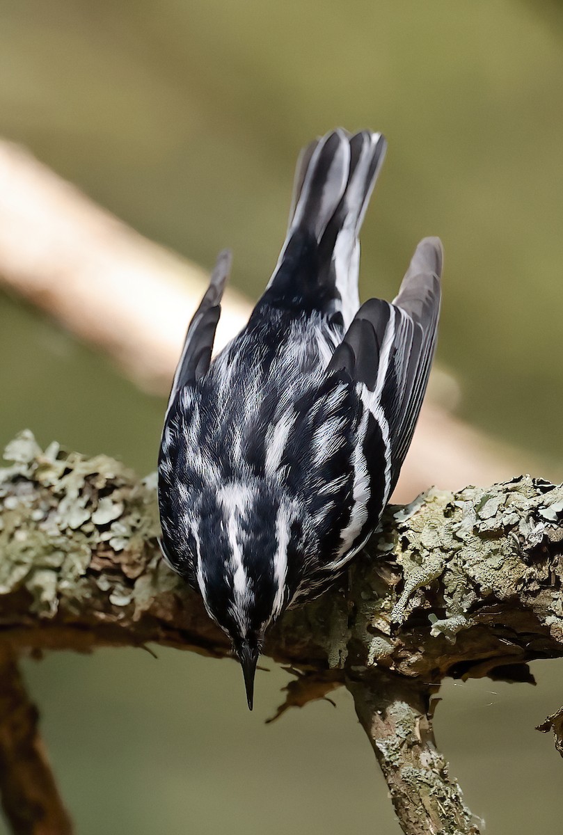 Black-and-white Warbler - ML618449078