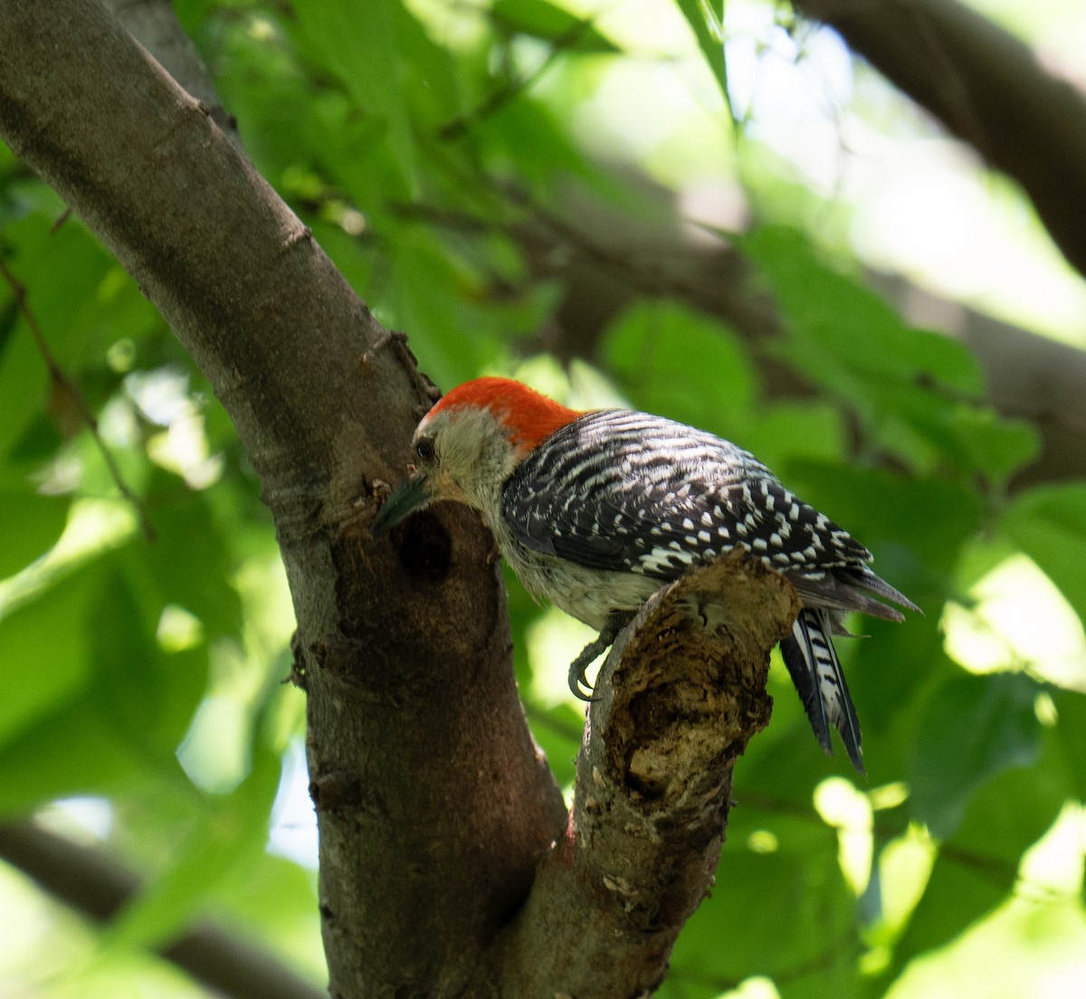 Red-bellied Woodpecker - ML618449126