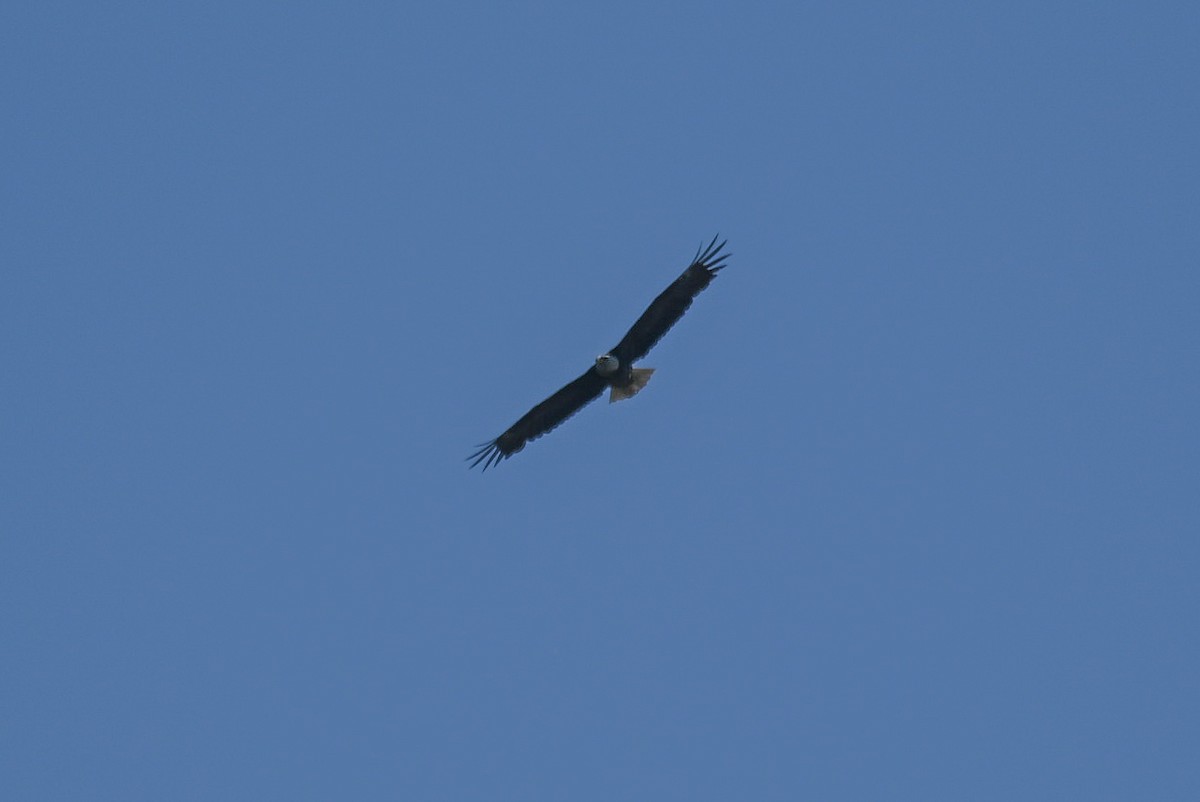 Белоголовый орлан - ML618449138