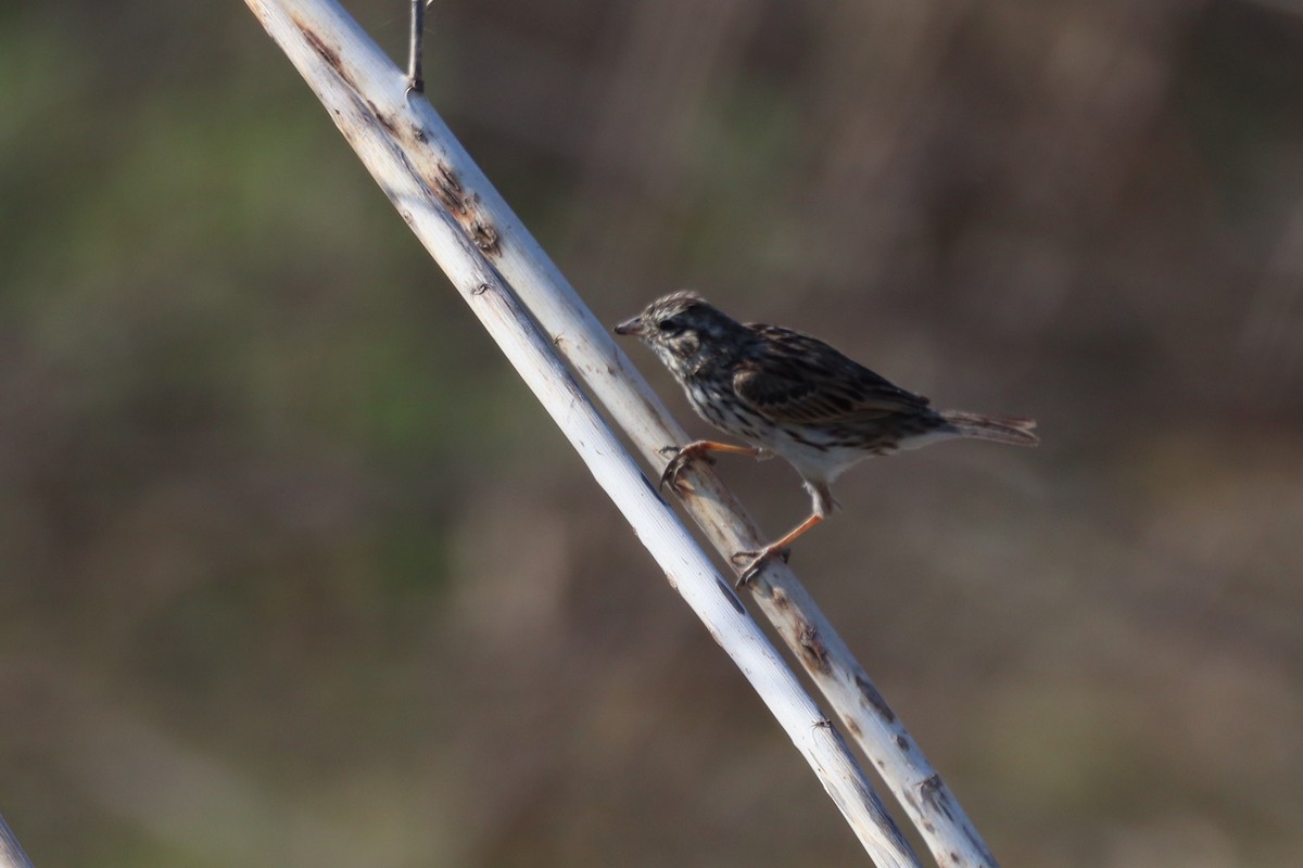 Savannah Sparrow - ML618449240