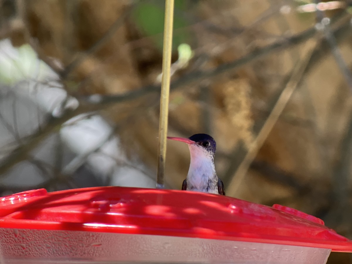 Violet-crowned Hummingbird - ML618449249