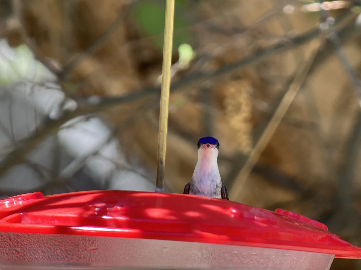 Violet-crowned Hummingbird - ML618449250