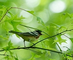 Bay-breasted Warbler - ML618449271
