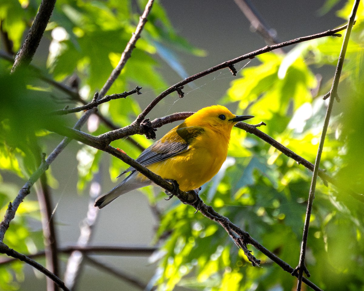 Prothonotary Warbler - ML618449277