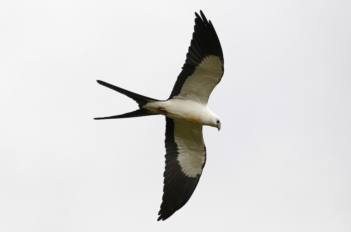 Swallow-tailed Kite - ML618449300