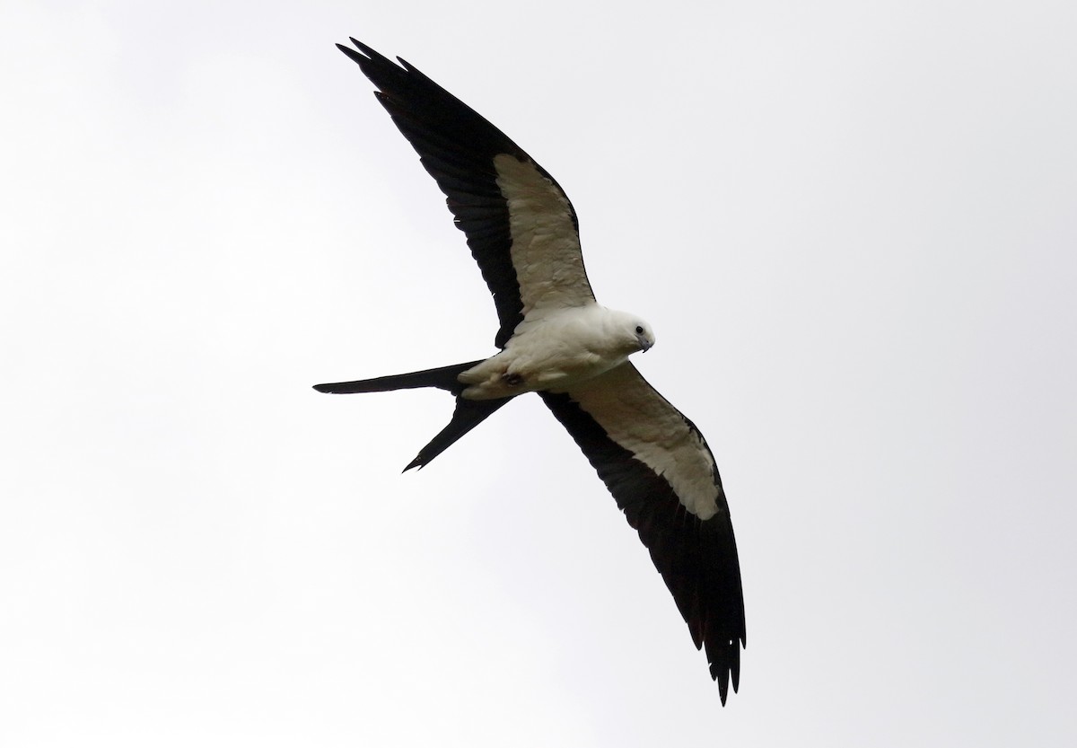 Swallow-tailed Kite - ML618449301
