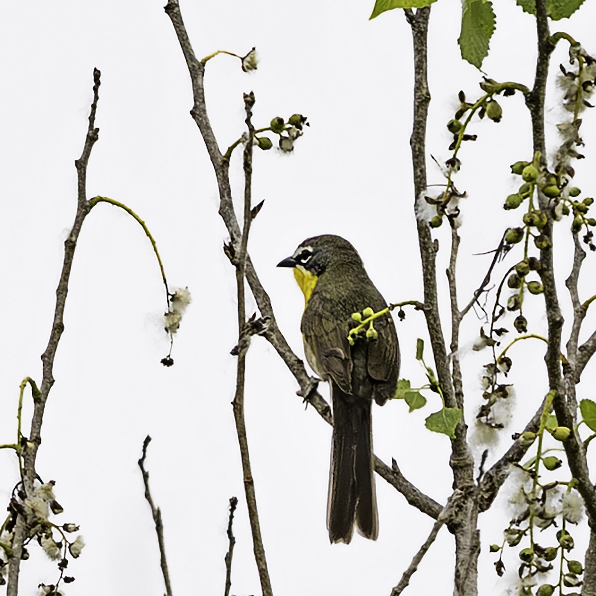 Yellow-breasted Chat - ML618449312
