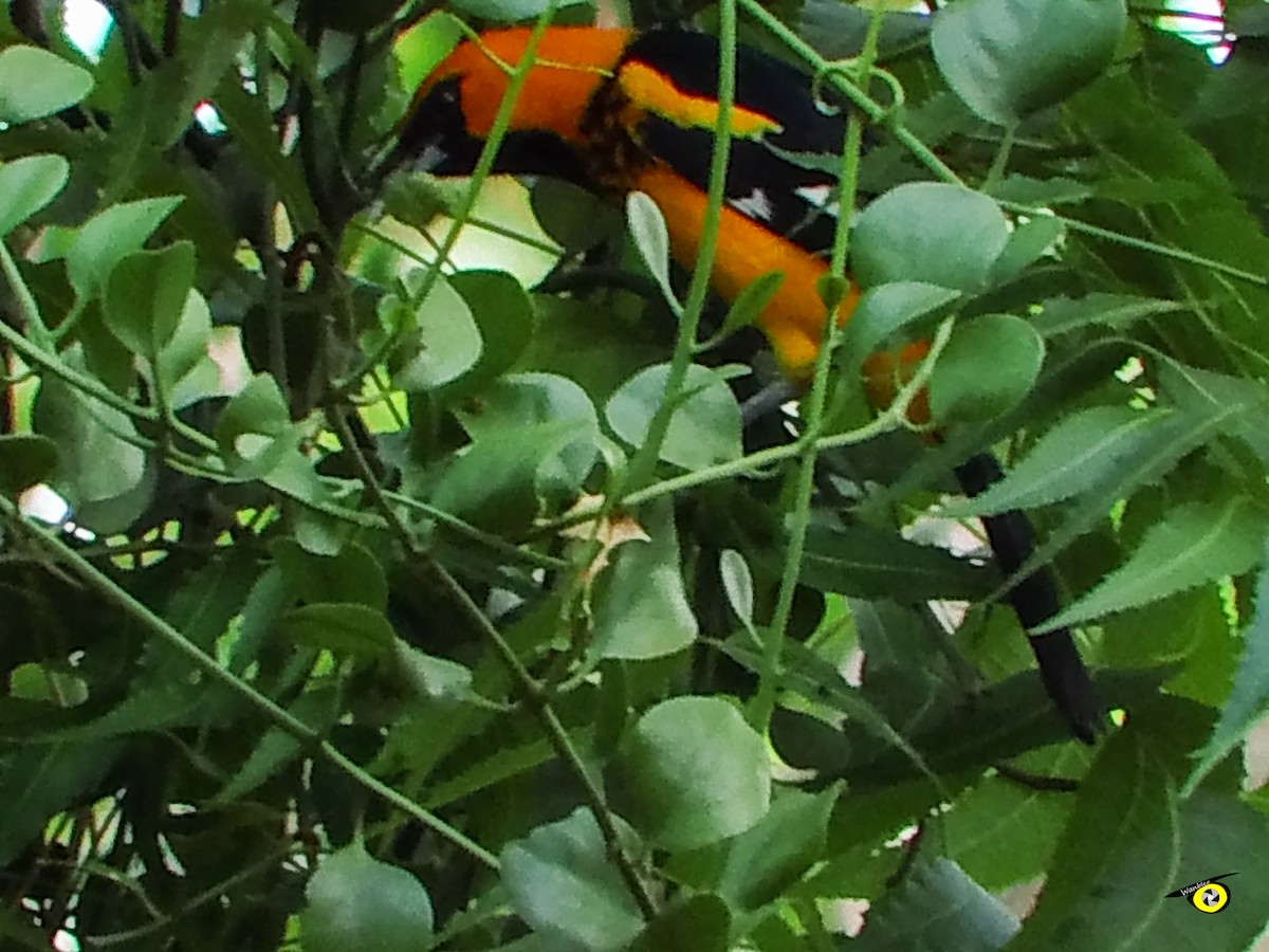Spot-breasted Oriole - ML618449331
