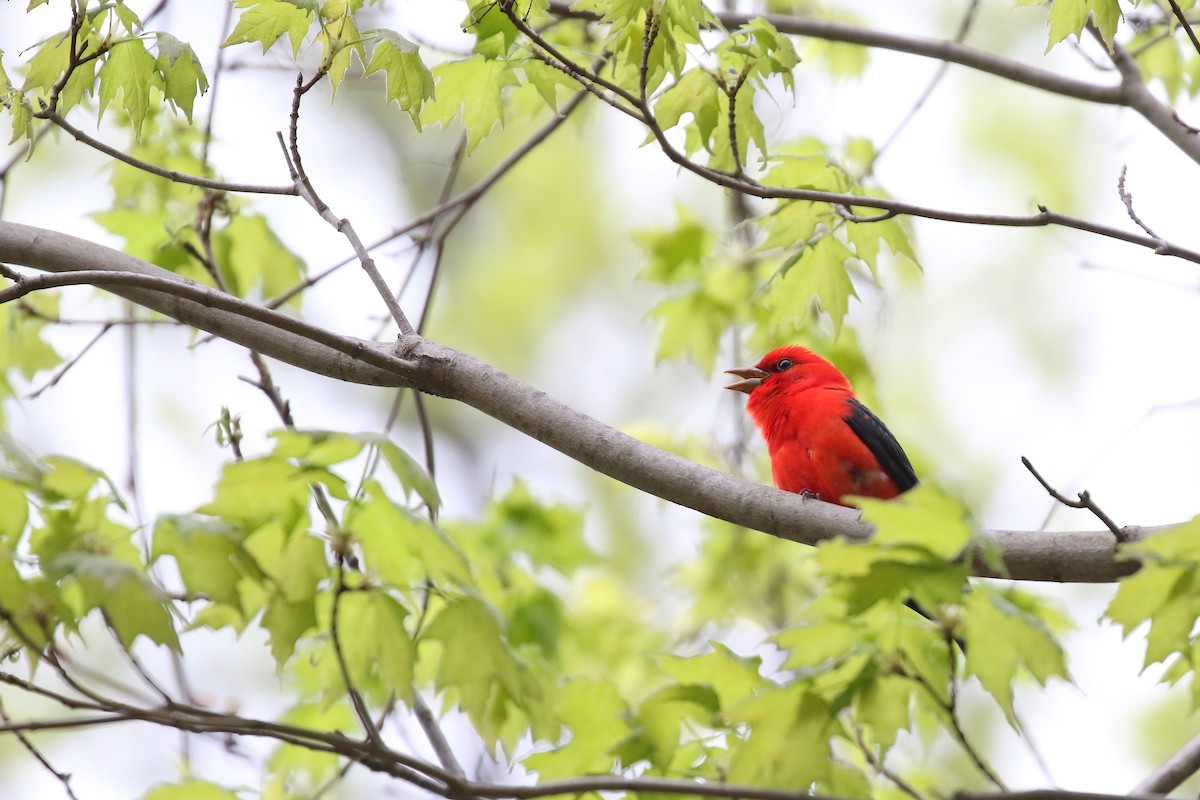Scarlet Tanager - ML618449373