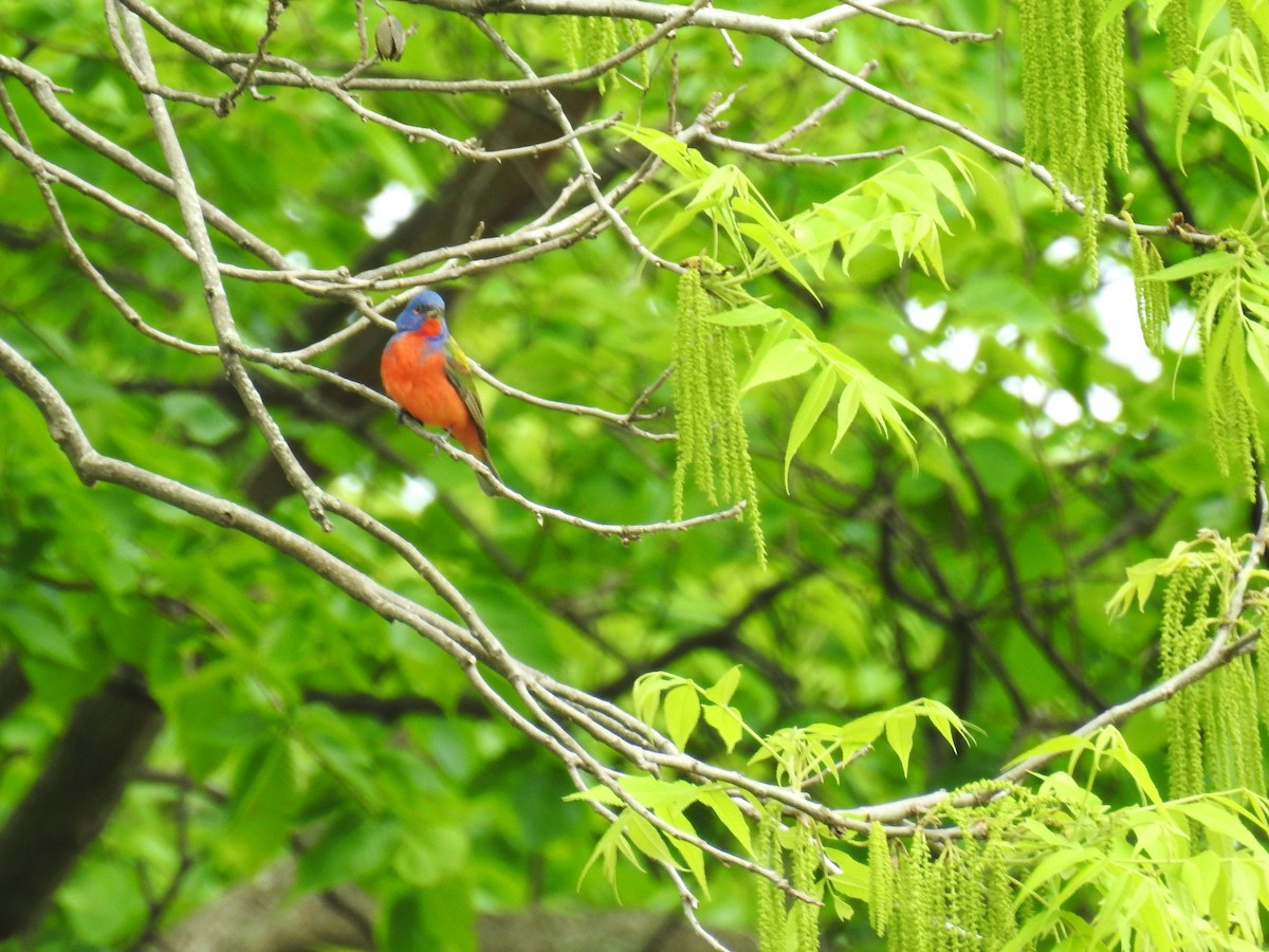 Painted Bunting - ML618449415