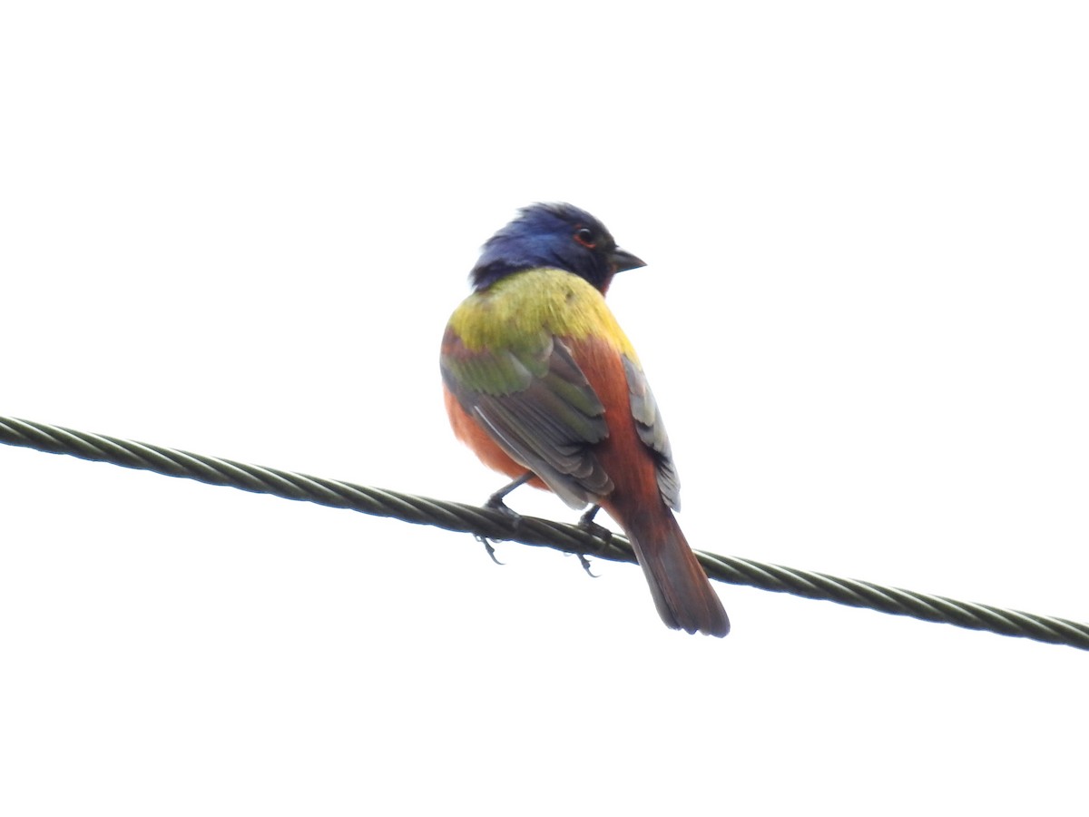 Painted Bunting - ML618449418