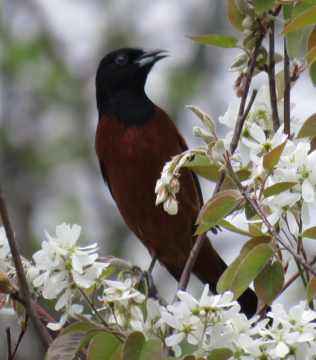 Orchard Oriole - ML618449426