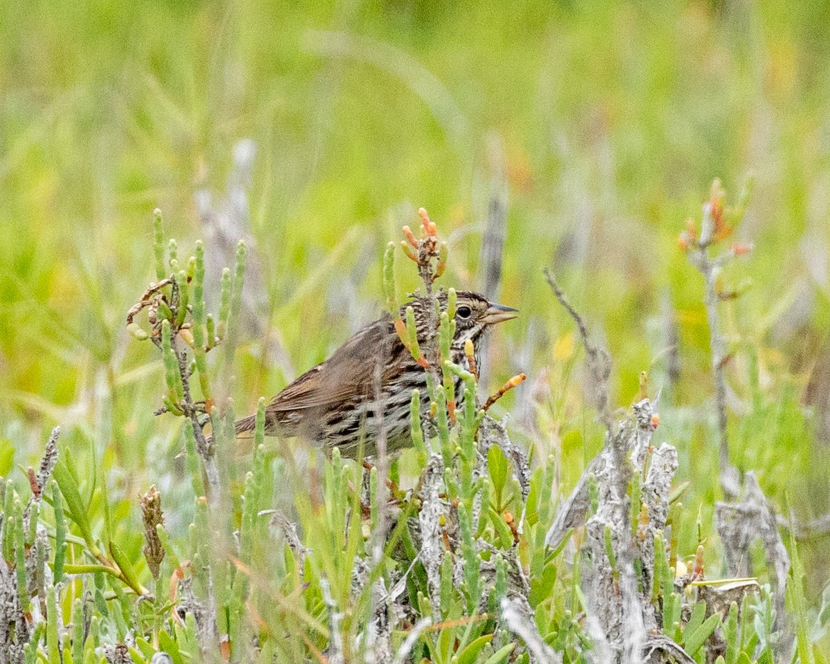 Savannah Sparrow (Belding's) - ML618449447