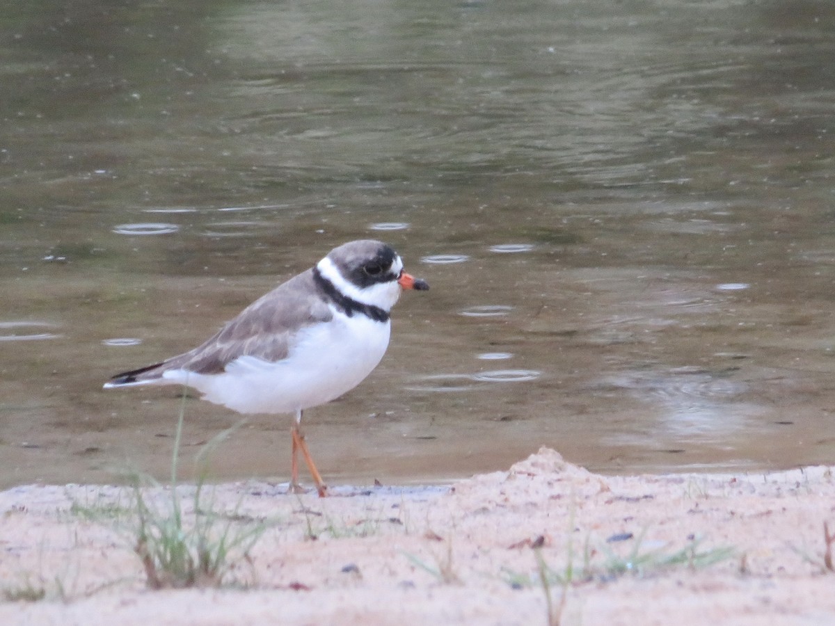 Semipalmated Plover - ML618449484