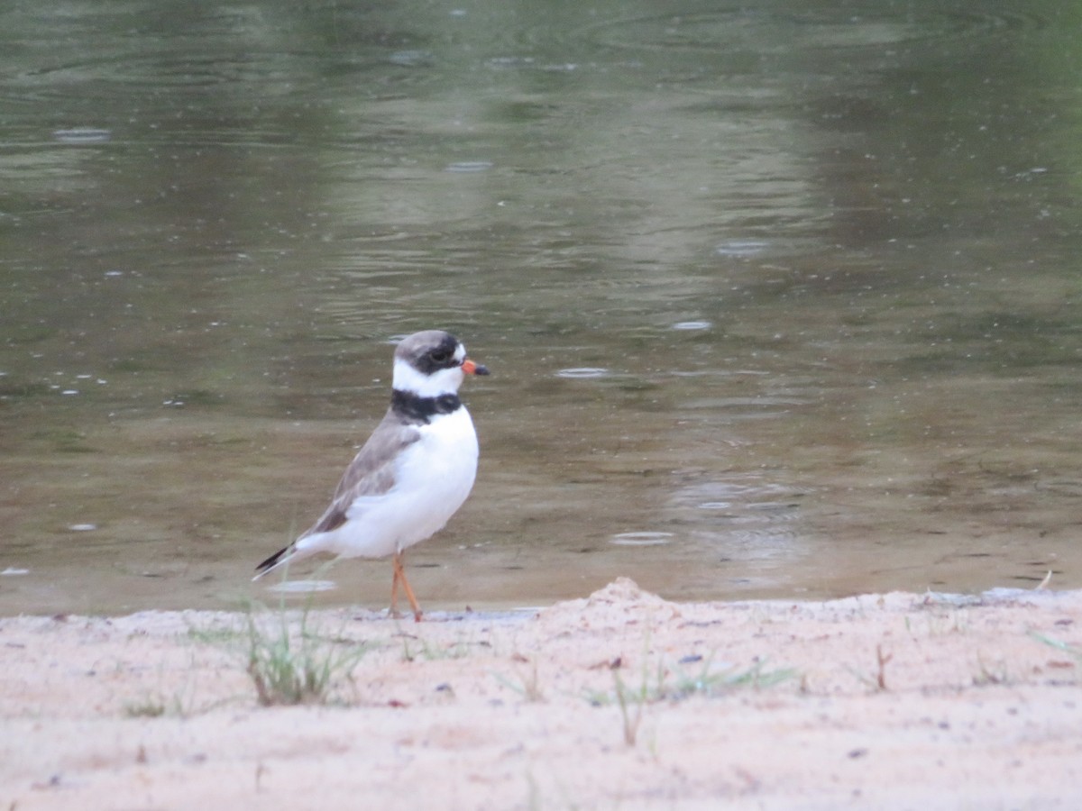 Semipalmated Plover - ML618449485