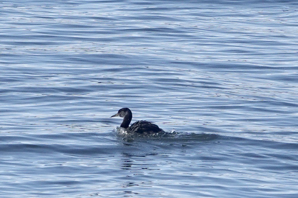 Red-necked Grebe - ML618449498